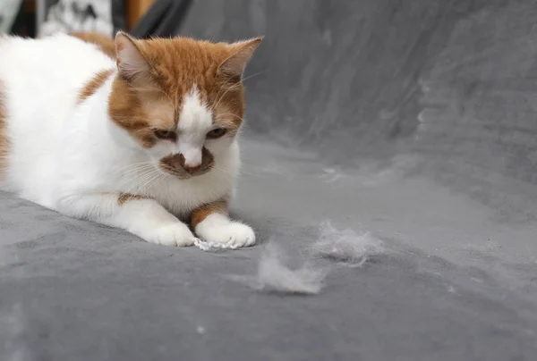 宠物的头发 清理猫的皮毛 沙发上的猫毛 免版税图库图片