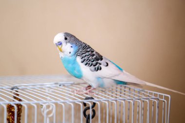 The budgerigar is sitting on a metal cage. Pet favorite clipart