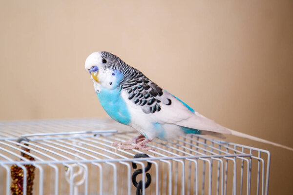 The budgerigar is sitting on a metal cage. Pet favorite