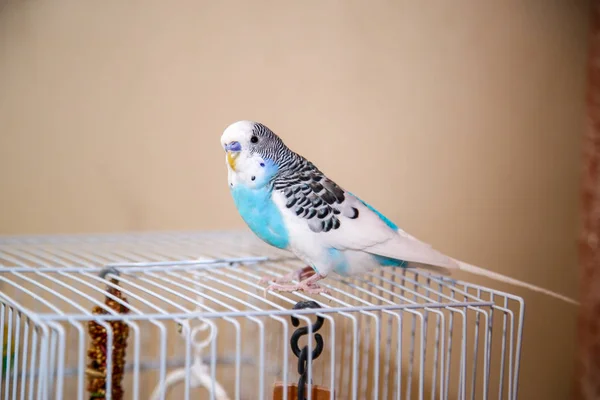 Muhabbet Kuşu Metal Bir Kafesin Üzerinde Oturuyor Pet Favori — Stok fotoğraf