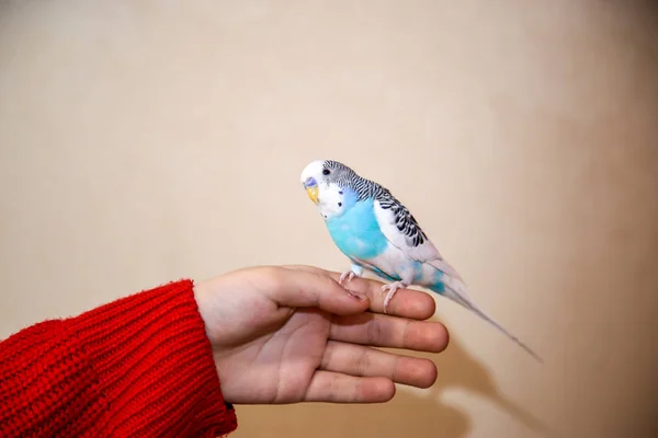 Budgerigar Está Sentado Mão Rapariga — Fotografia de Stock