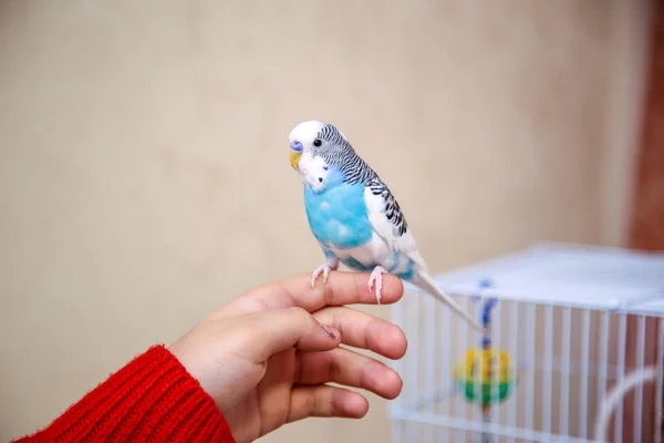 Budgerigar Está Sentado Mão Rapariga — Fotografia de Stock