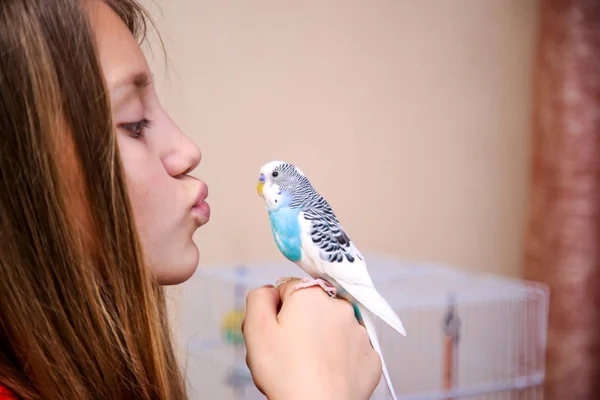 Krasnodar Rússia Dezembro 2018 Budgerigar Está Sentado Mão Rapariga — Fotografia de Stock