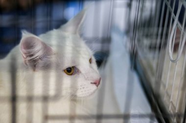  Kedi bir kafeste oturuyor..