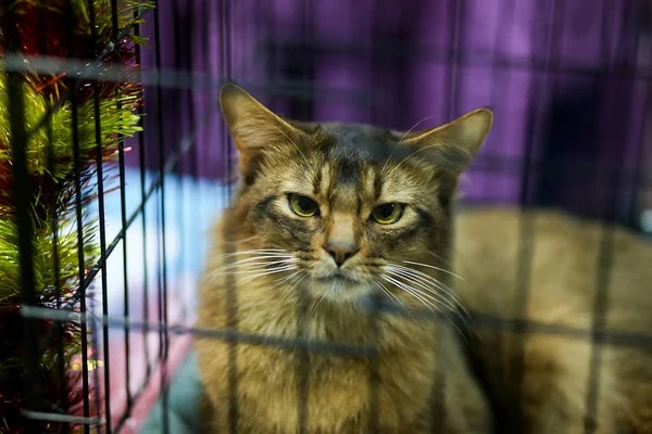 Cat Sits Cage — Stock Photo, Image