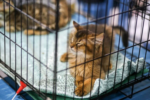 Gato Sienta Una Jaula — Foto de Stock