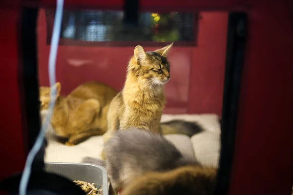 Gato Sienta Una Jaula — Foto de Stock