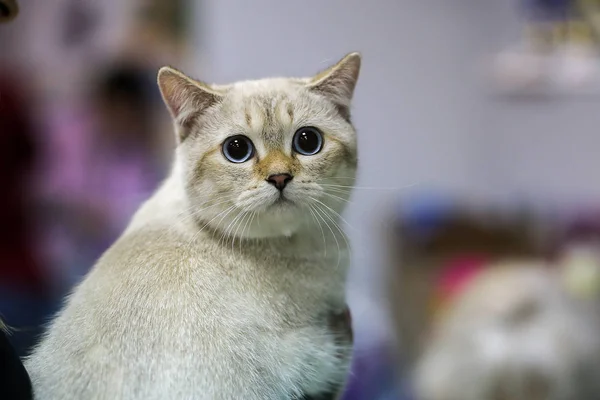 크라스노다르 러시아 2018년 12월 15일 여주인의 고양이 — 스톡 사진