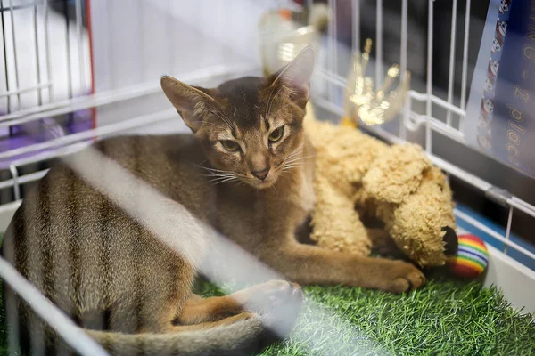 Gato Sienta Una Jaula — Foto de Stock