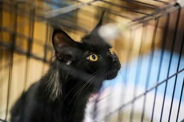 Gato Sienta Una Jaula — Foto de Stock