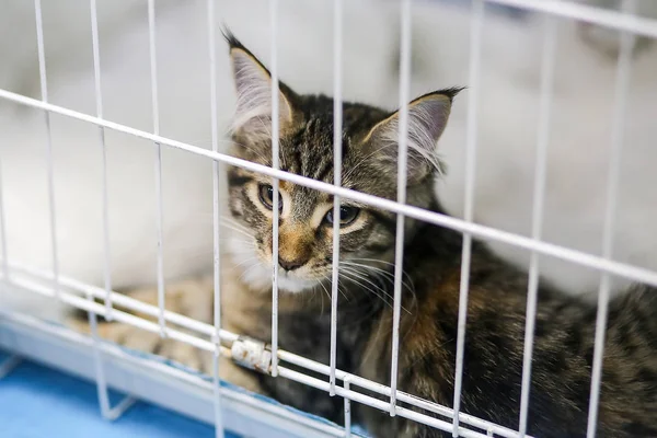 Cat Sits Cage — Stock Photo, Image