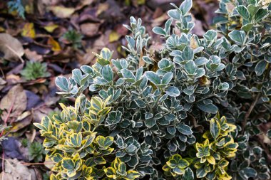 Ev bahçesinde Evergreen Euonymus
