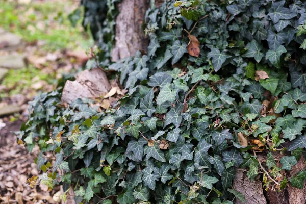 Evergreen Bluszcz Ogrodzie Domu — Zdjęcie stockowe