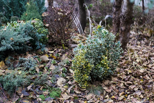 Euonimus Sempreverde Nel Giardino Casa — Foto Stock
