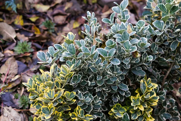 Evergreen Euonymus Hemmet Trädgården — Stockfoto