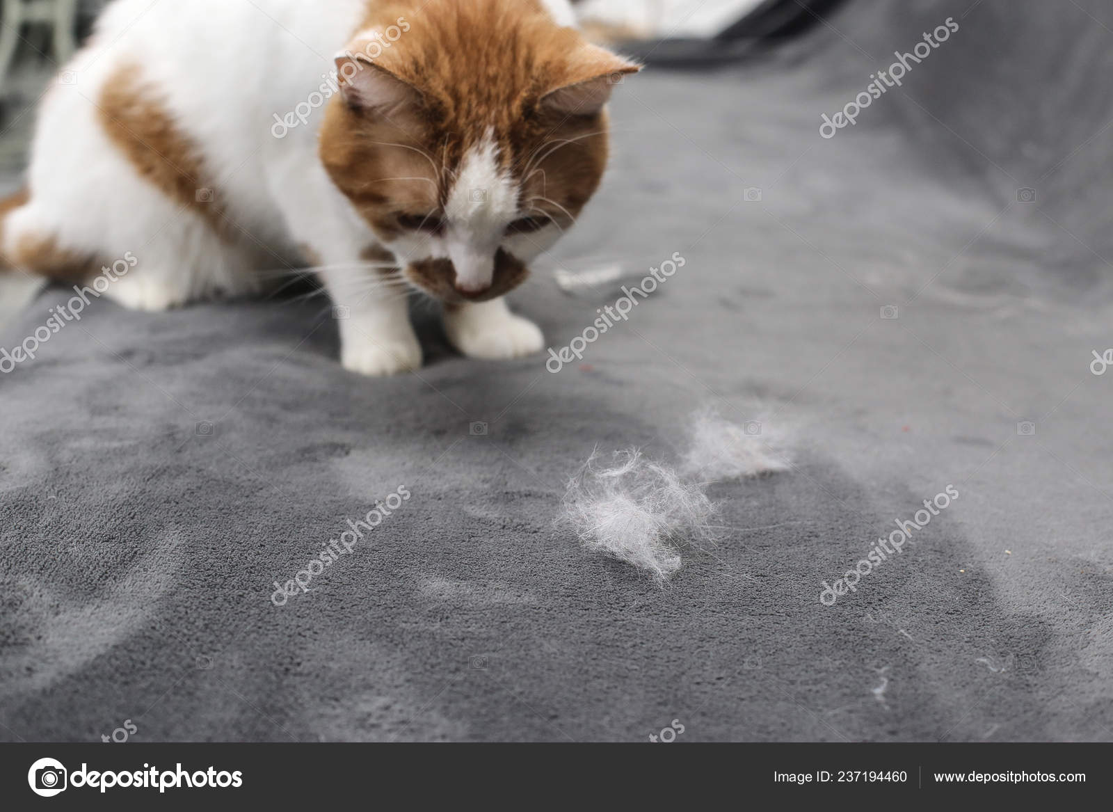 Pet Hair Cleaning Cat's Fur Cat Hair Couch Stock Photo by ©Natvishenka  237194460