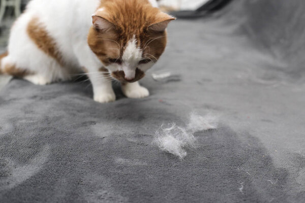 Pet hair. Cleaning the cat's fur. Cat hair on the couch.