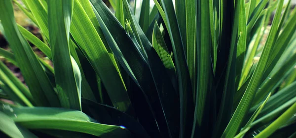 Bitki yapraklarının yeşil arka planı. Taze bahar tropikal yeşillikleri. 