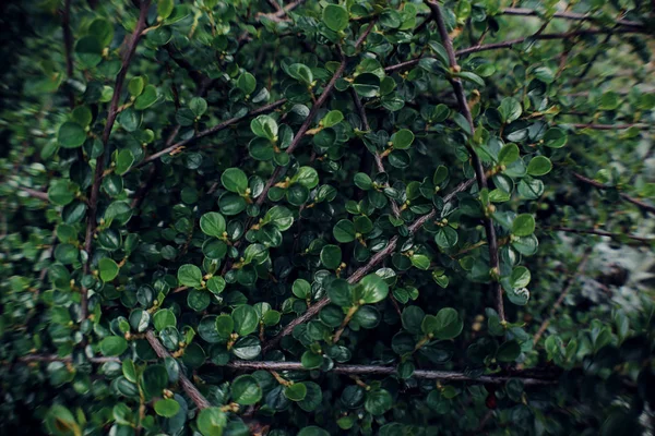 Green background of plant leaves. Fresh spring tropical greens. — Stock Photo, Image