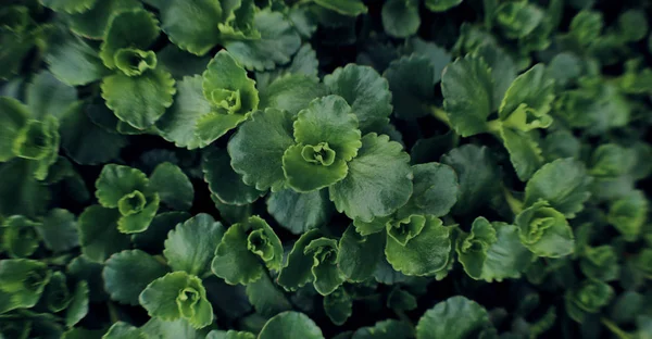 Fondo verde de hojas de plantas. Verduras tropicales frescas de primavera . —  Fotos de Stock