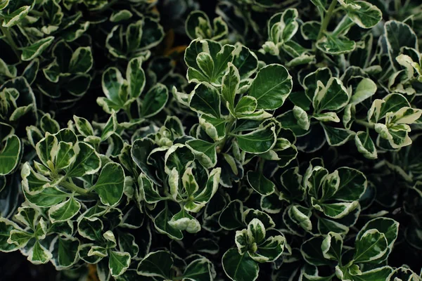 Groene achtergrond van plantaardige bladeren. Verse lente tropische greens. — Stockfoto