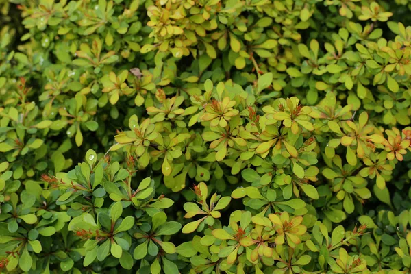 Sfondo verde di foglie di piante. Verdi tropicali primaverili freschi . — Foto Stock