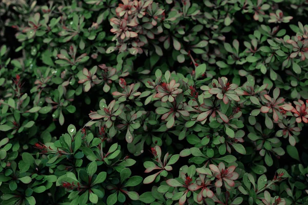 Πράσινο φόντο των φύλλων φυτών. Φρέσκα τροπικά χόρτα της άνοιξης. — Φωτογραφία Αρχείου