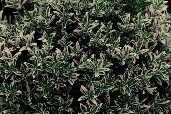 Sfondo verde di foglie di piante. Verdi tropicali primaverili freschi . — Foto Stock