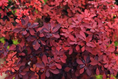 Bitki yapraklarından kırmızı arka plan. Taze bahar tropikal yeşillikleri. 