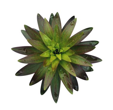 Beyaz arka planda sulu. Taze bahar tropikal yeşillikleri. 