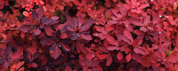Röd bakgrund från växtblad. Färska våren tropiska greener. — Stockfoto