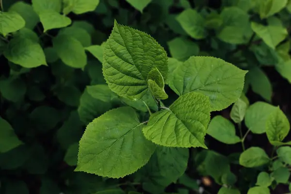 植物叶子的绿色背景。新鲜春天热带绿色. — 图库照片