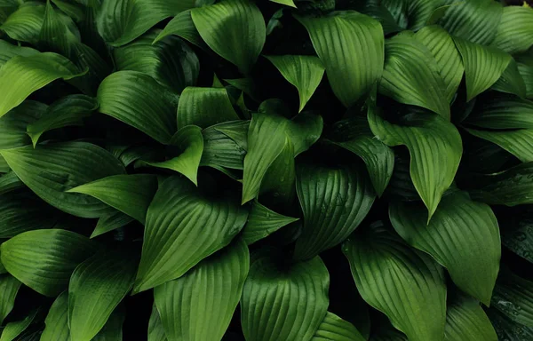 Groene achtergrond van plantaardige bladeren. Verse lente tropische greens. — Stockfoto