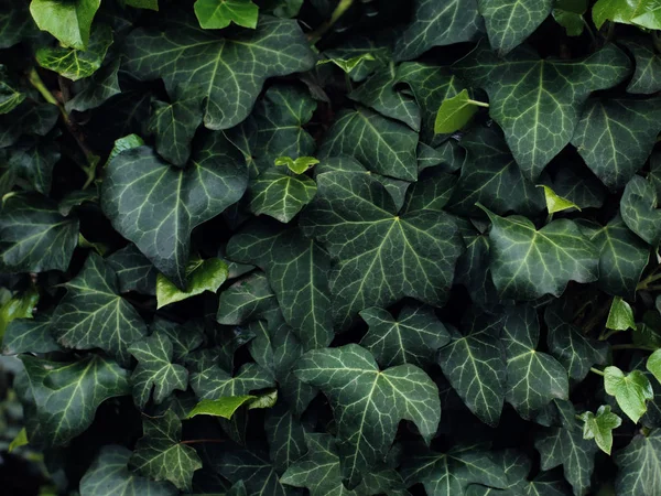 Zöld háttér növényi levelek. Friss tavaszi trópusi zöldzöldek. — Stock Fotó