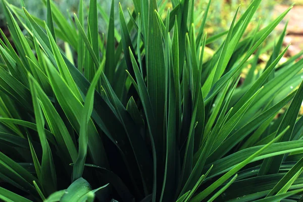 Зеленый фон листьев растений. Свежая весна тропическая . — стоковое фото