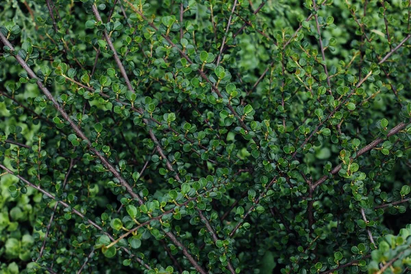 Zielone tło liści roślin. Świeża wiosna tropikalne warzywa. — Zdjęcie stockowe
