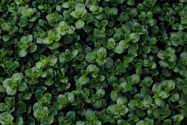 植物叶子的绿色背景。新鲜春天热带绿色. — 图库照片