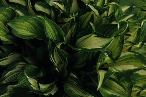 Fondo verde de hojas de plantas. Verduras tropicales frescas de primavera . — Foto de Stock