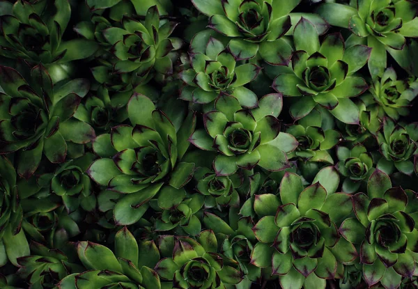 Groene achtergrond van plantaardige bladeren. Verse lente tropische greens. — Stockfoto