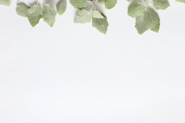 Dokusal beyaz kağıt üzerinde açık yeşil genç yaprakları ile bir dal. 