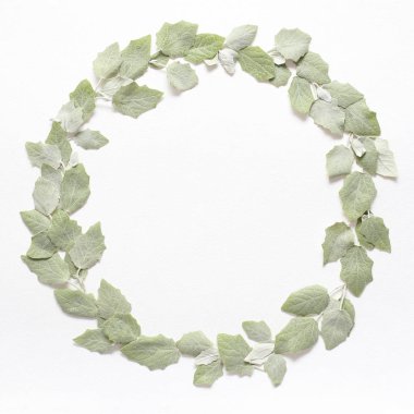Dokusal beyaz pape açık yeşil genç yaprakları ile yuvarlak çerçeve