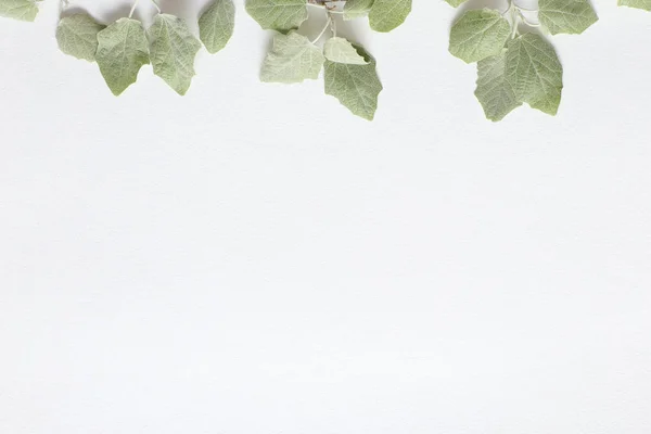 Dokusal beyaz kağıt üzerinde açık yeşil genç yaprakları ile bir dal. — Stok fotoğraf