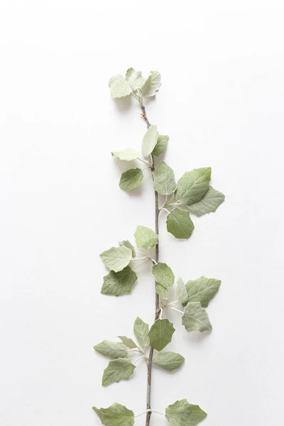Egy ág világoszöld fiatal levelek a szöveti fehér papír. — Stock Fotó