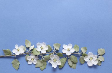 Dokusal bl beyaz çiçekler ve yeşil yaprakları ile Bahar dalı