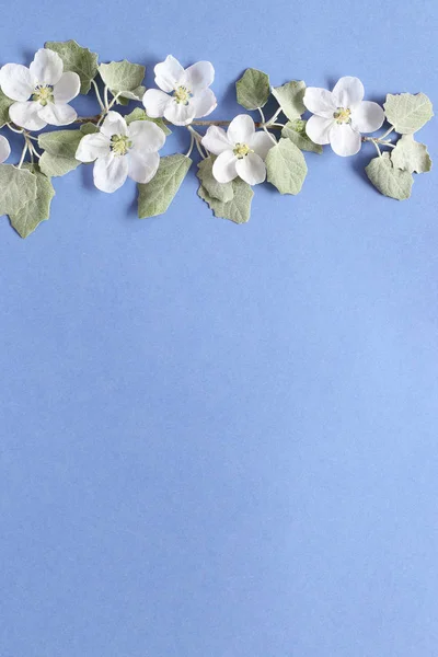 Dokusal bl beyaz çiçekler ve yeşil yaprakları ile Bahar dalı — Stok fotoğraf
