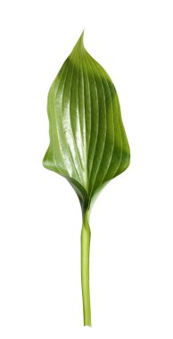 Taze tropikal yaprak beyaz arka plan üzerinde izole. Için Yaprak Hosts