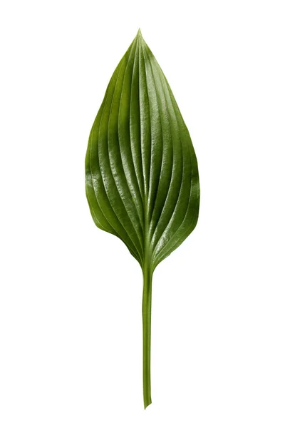 Fresh tropical leaf isolated on white background. Leaf Hosts for — Stock Photo, Image