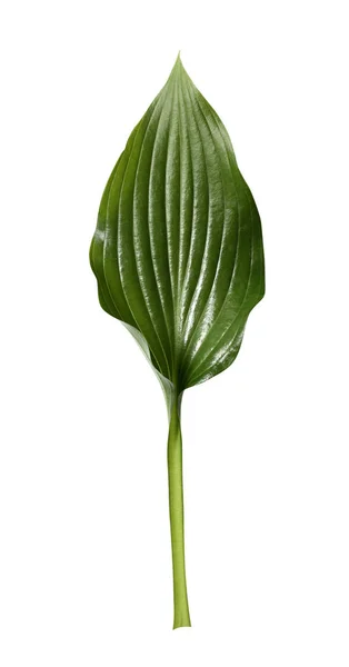 Fresh tropical leaf isolated on white background. Leaf Hosts for — Stock Photo, Image
