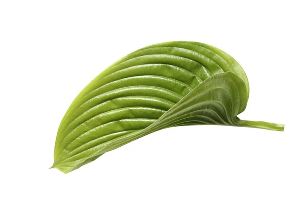 Fresh tropical leaf isolated on white background. Leaf Hosts for — Stock Photo, Image