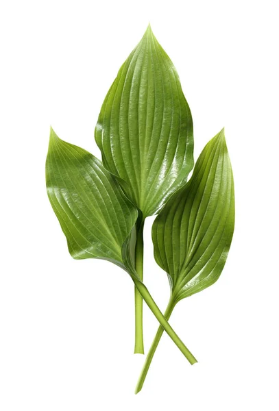 stock image Fresh tropical leaf isolated on white background. Leaf Hosts for